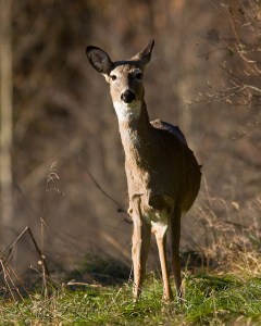 Listening in Two Directions. Photo Credit: Mark S. Images, Flickr Creative Commons