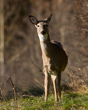 Listening in Two Directions. Photo Credit: Mark S. Images, Flickr Creative Commons